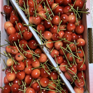 訳あり　高砂　さくらんぼ　大きさ着色いろいろ　 1キロバラ詰め