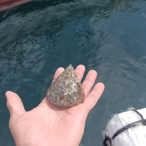 日向灘細島獲れ天然特大ギンタカハマ（広瀬貝）