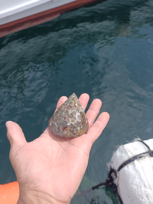 日向灘細島獲れ天然特大ギンタカハマ（広瀬貝）