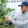 【栽培期間中農薬不使用・良品】ハウス栽培レモン　味も香りもバツグン！
