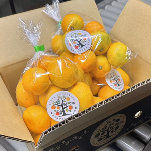 秋の味覚対決‼︎日南VSゆら早生　中山農園の極早生みかん