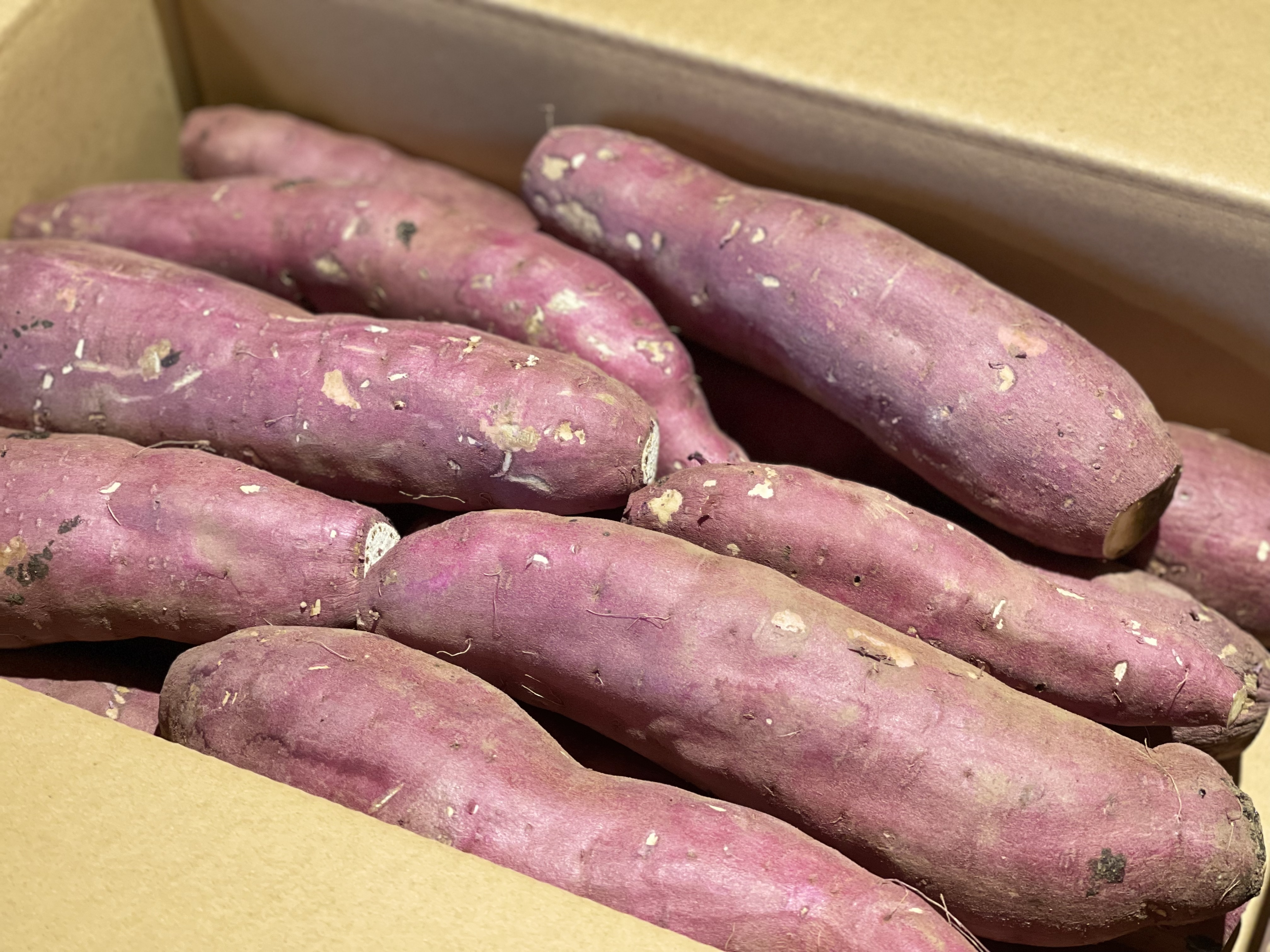 低温熟成保管‼茨城県産紅はるかS～Lサイズ混合 さつまいも サツマイモ