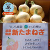 【小玉】丸ごと‼️使い切りにオススメ❗️淡路島の新玉ねぎ【兵庫安心ブランド認証】