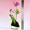 苔玉　エピデンドラム(ピンク)