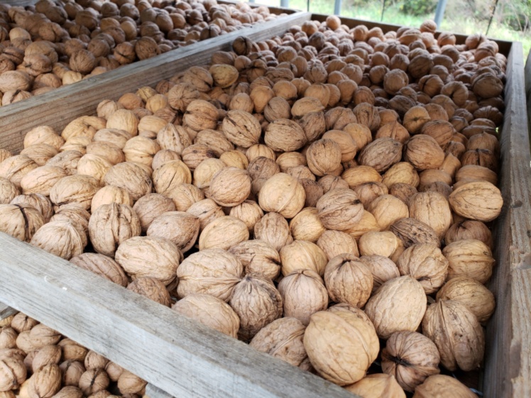 手打ちくるみ殻付きスターターセット くるみ割器付 年収穫分 農家漁師から産地直送の通販 ポケットマルシェ