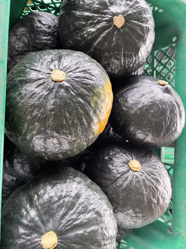 期間限定 栃木県産 黒皮栗南瓜 イーティかぼちゃ ETかぼちゃ