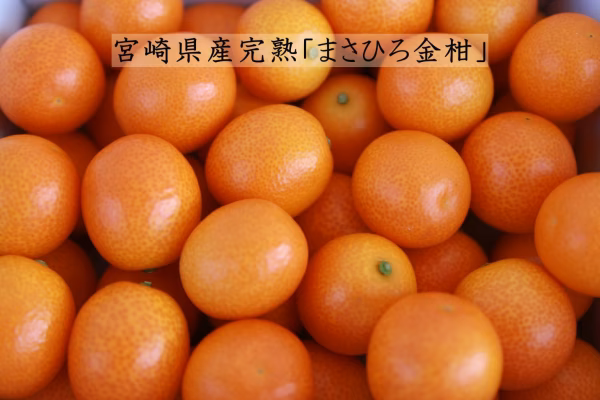 今が旬！甘くてフレッシュな宮崎県産の完熟「まさひろ金柑」2Lサイズ1kgバラ