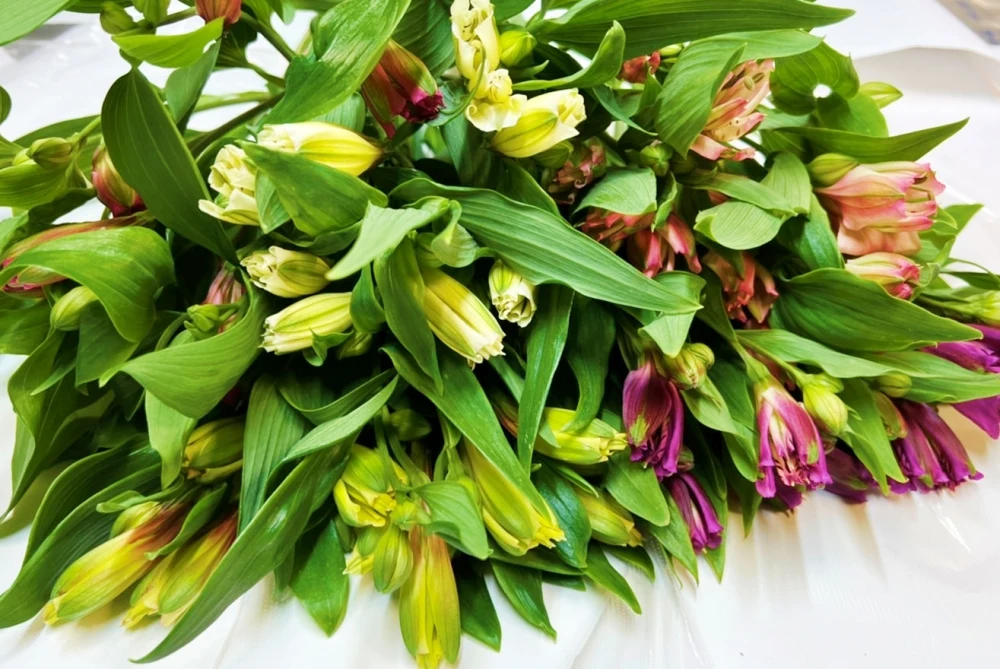 アルストロメリアの花束　15本