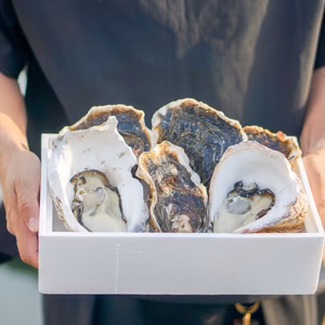 【2025新物】生食用　殻付き３kg 7~9個　岩ガキ　長崎産　雲仙夏牡蠣
