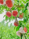 ラスト！w【運命の出会い⁉️】『年間67品種の桃を栽培』品種はおまかせ！