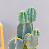 【在庫販売】　サボテン　柱サボテン　ブランチ　鬼面角　ドライガーデン