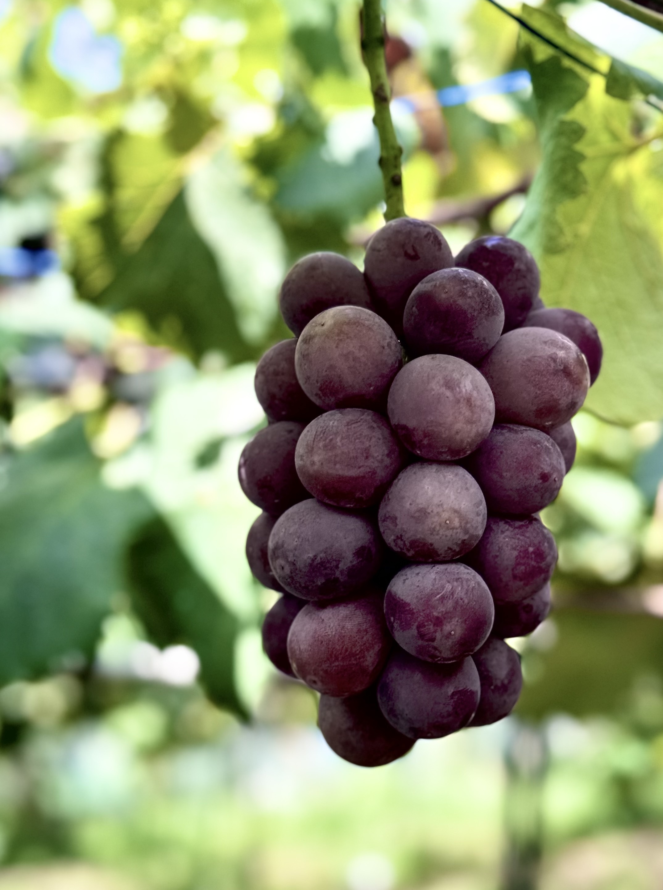 数量限定】完熟！種あり巨峰（ご家庭用）｜8月中旬頃より順次発送