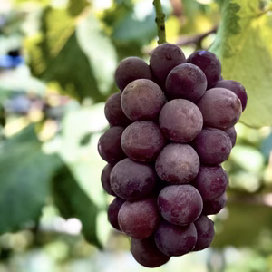【数量限定】芳醇な甘さ！完熟・種あり巨峰（ご家庭用）｜約１kg