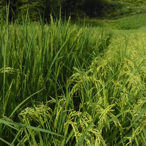 自家採種　15年目　在来種黒米もち米