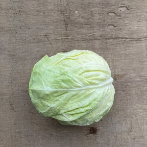 初夏の瑞々しいキャベツ　