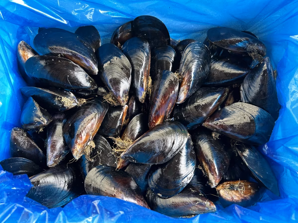 旨い‼️陸奥湾産ムール貝✨️特大サイズ✨(日付指定可)