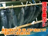 塩引き鮭 生目方3キロ台 切り身&小分け真空包装