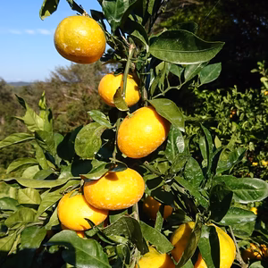 大きくても美味しいみかん  (あけぼの） ２Ｌサイズ