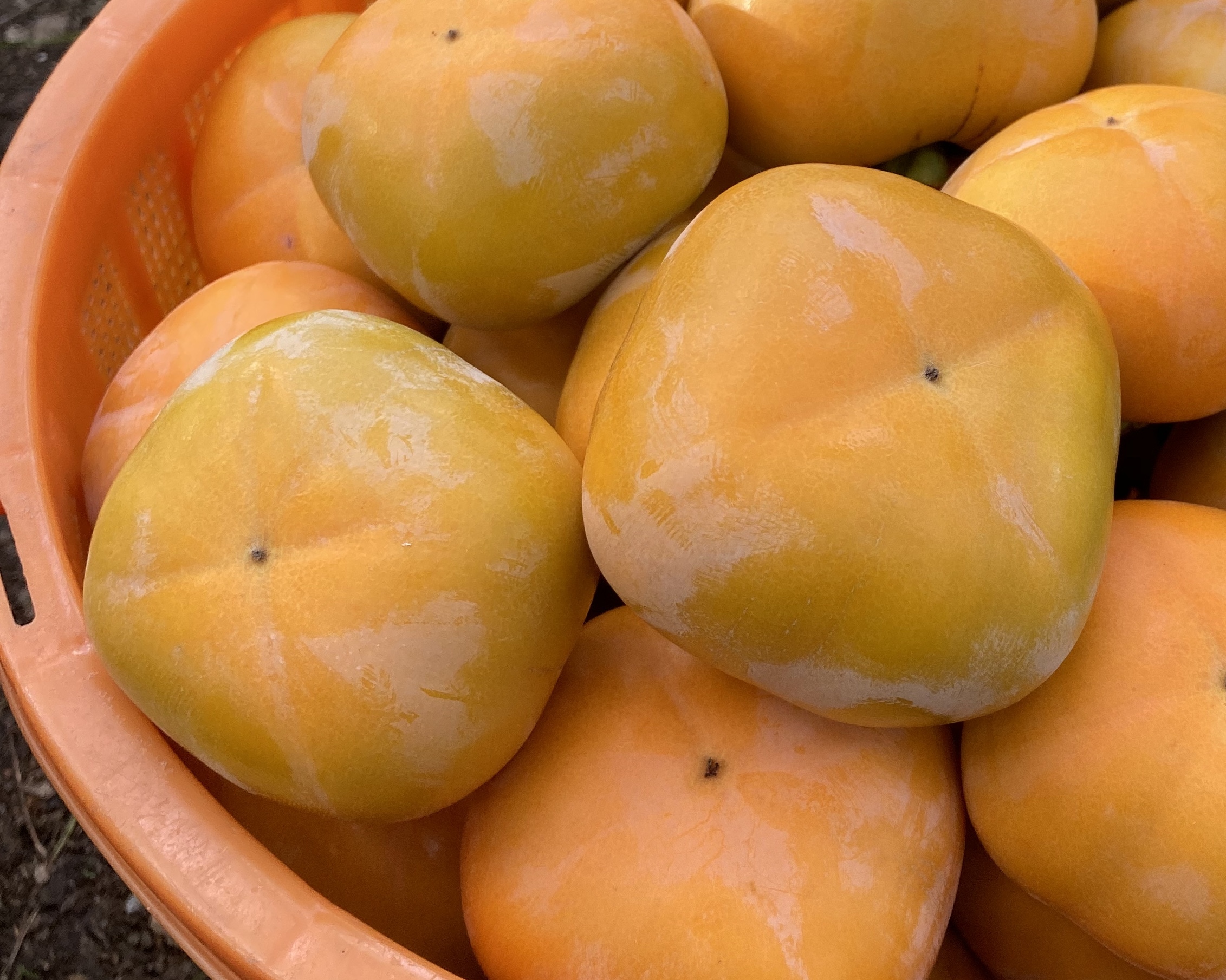 家庭用☆たねなし柿(刀根早生) 1箱(1.2kg)6個