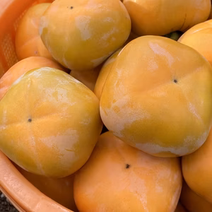 訳あり☆種なし柿(刀根早生).家庭用