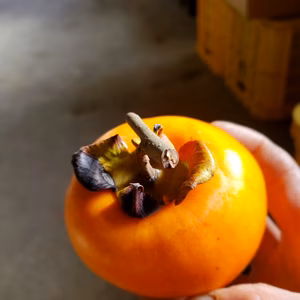 吊るし柿作りませんか？　4㌔セット