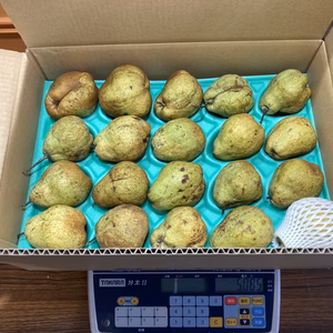 洋梨バラード（ラフランス系）訳あり 5㎏以上　1箱　長野県産