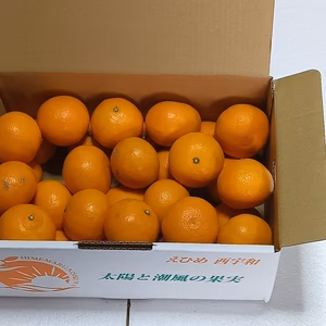 濃厚果汁！南津海（なつみ）ご家庭用小玉・3Kg