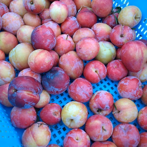 甘酸っぱい　スモモ　生食やシロップ作りに