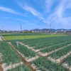 【野菜ソムリエサミット金賞】淡路島玉ねぎ5kg