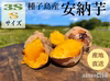 【絶品】種子島産 安納芋 3S&S 混合サイズ｜aimo農園