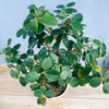 ［在庫］　パンダガジュマル 8号　室内　レア　ゴムの木　多幸の木