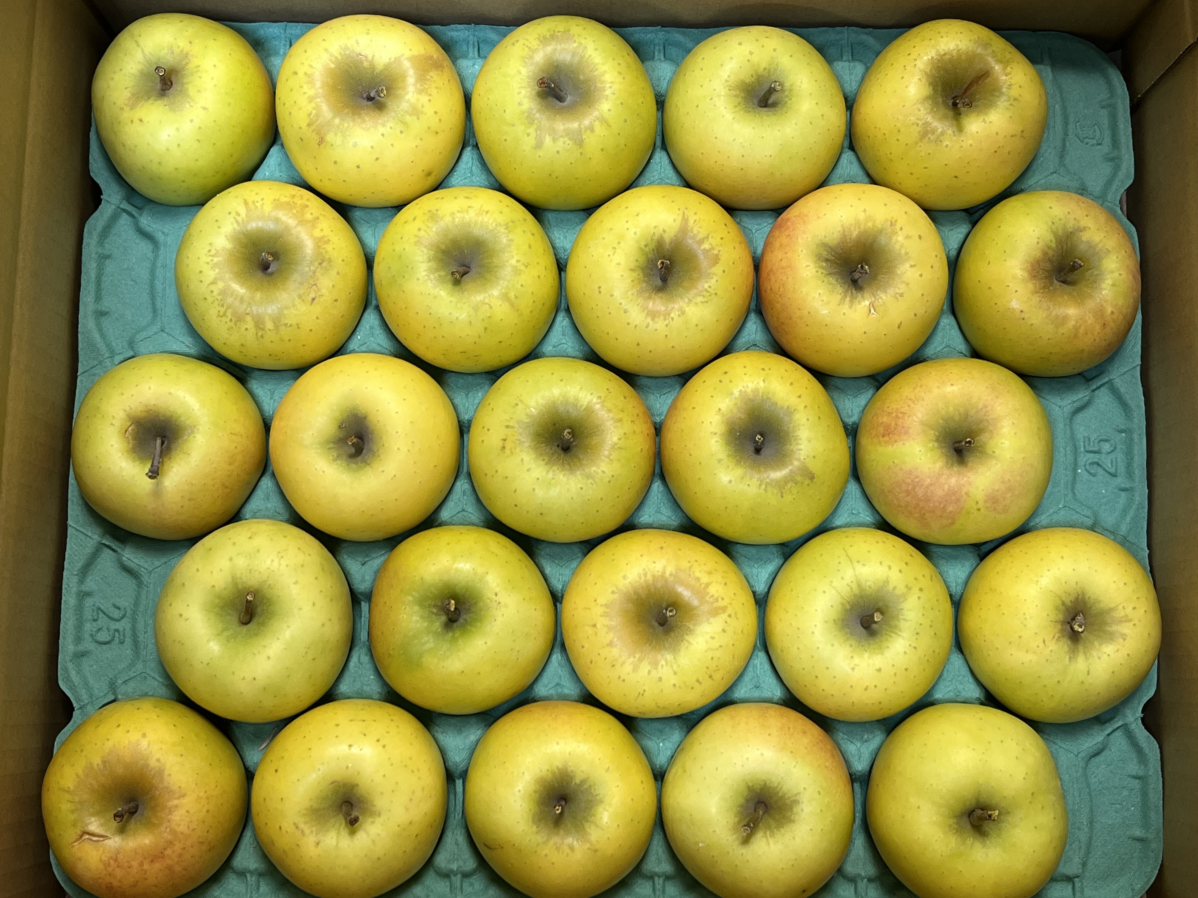 食べきりサイズ❗️甘〜いりんご✨ぐんま名月 5kg箱 23〜28個入り 小玉 名月 5kg箱