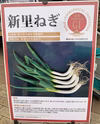 今が旬「新里ねぎ」 泥付き 8kg GIマーク取得のブランド野菜