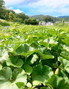 5kg自然栽培かぼちゃ食べ比べセット【数量限定】固定種　農薬不使用　野菜