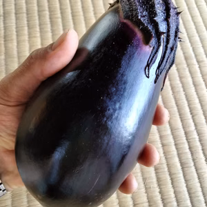 【農薬不使用】とろとろステーキ　なす　旬の野菜のおまけ付き！