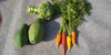 青パパイヤとサラダ野菜セット　化学合成農薬・化学肥料不使用