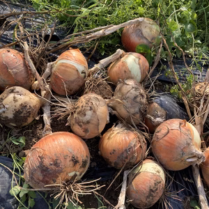 信州産 新玉ねぎ 訳あり(皮きれ、土残り等)10キロ