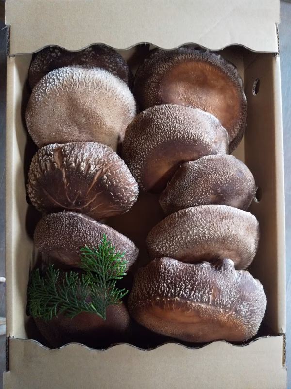 ビックジャンボBOX