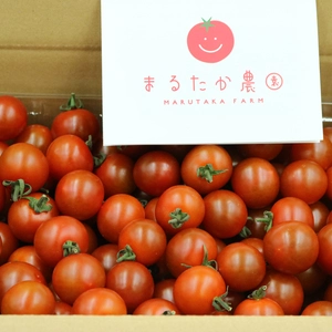 「夏とま」スタート。遠州浜松都田まるたかミニトマト　バラ詰め1.8 kg 