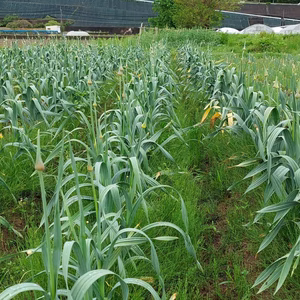 ニンニクの芽　自然栽培　固定種
