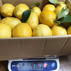 木なり瀬戸内夏レモン(約4kg)約20〜25個入
