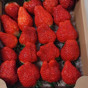 イチゴ 超大粒！！ 完熟とちおとめ バラ詰め