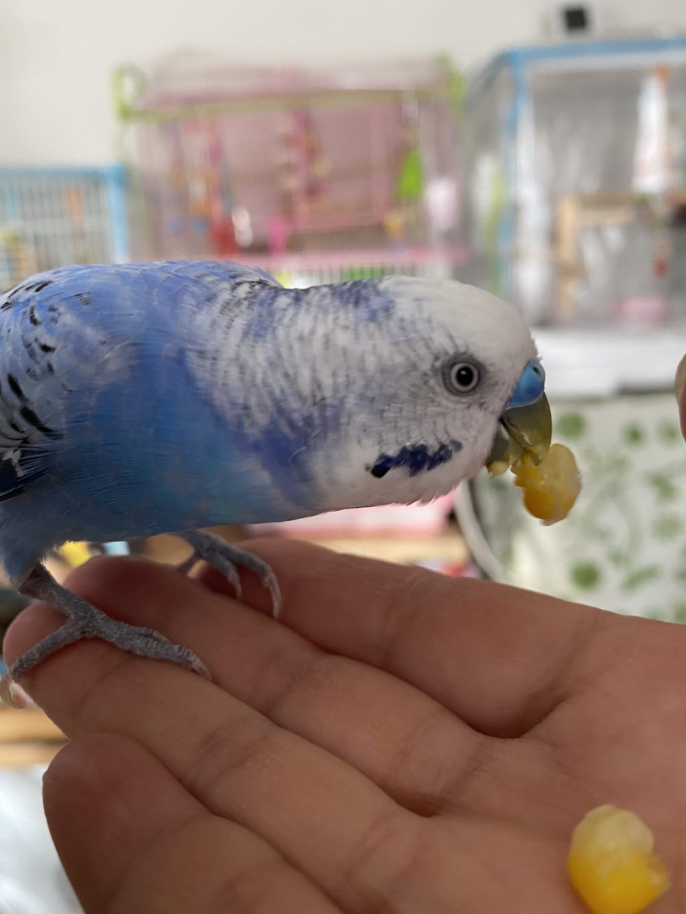 70以上 かわいい 世界 一 可愛い セキセイ インコ シェフ ミッキー キャラクター