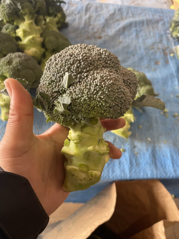 朝穫りブロッコリー　1/20 21時まで限定販売