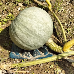 雪化粧 ホクホクかぼちゃの秋田美人(カボチャ、南瓜)