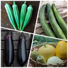 【自然栽培】固定種 野菜セット ナス・オクラ・キュウリ・メロン★農薬・肥料不使用