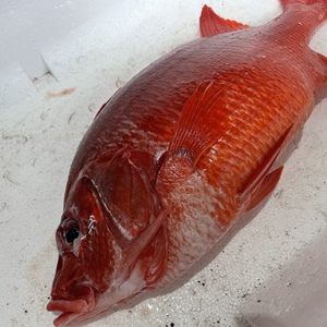 ポケマル 魚介類の鹿児島県の通販 全国の農家から産地直送で取り寄せできるポケットマルシェ 8ページ目