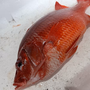 【魚突き】【捕獲動画あり】トガリエビス1.4kg 鱗、内臓処理済