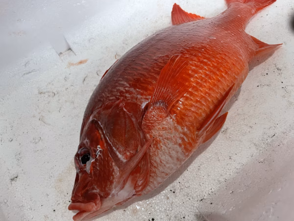 【魚突き】【捕獲動画あり】トガリエビス1.4kg 鱗、内臓処理済