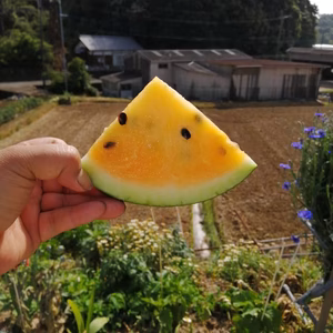 【幻の黄色スイカ販売】